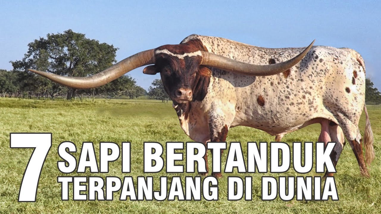 
                                 Jenis-Sapi-Bertanduk-Terpanjang-Di-Dunia